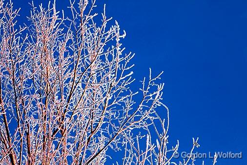 Frosty Tree At Sunrise_28673.jpg - Photographed near Smiths Falls, Ontario, Canada.